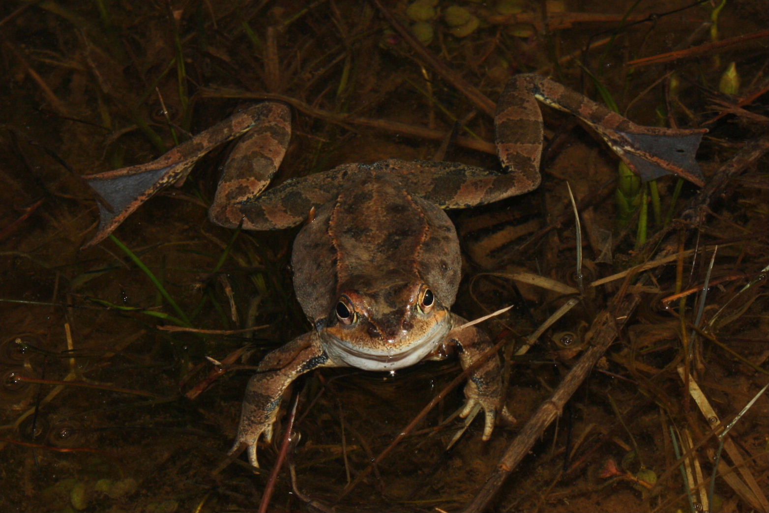 Rana dalmatina o temporaria - R. temporaria